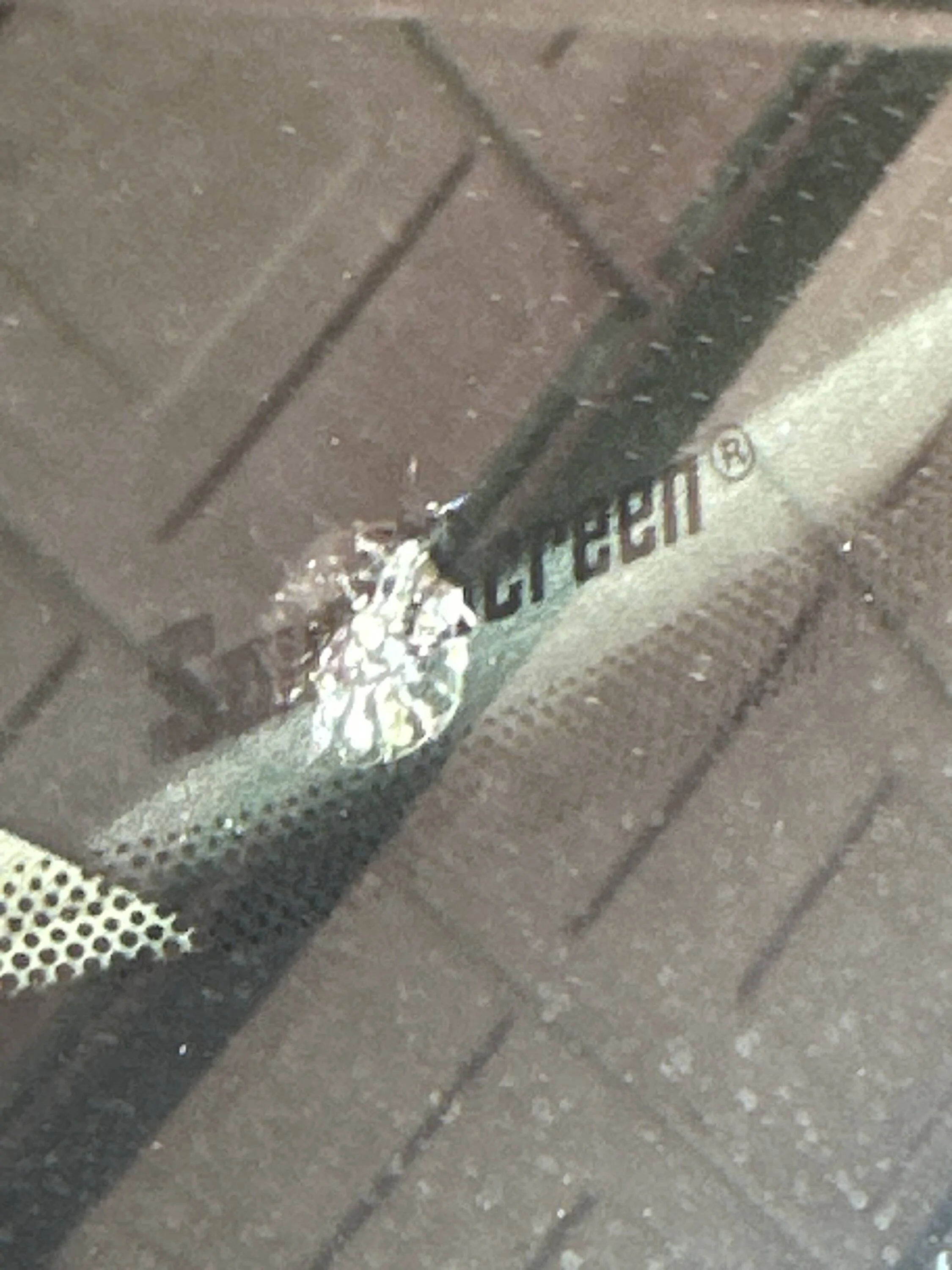 Ford Mustang Mach-E Help with windshield chip imag