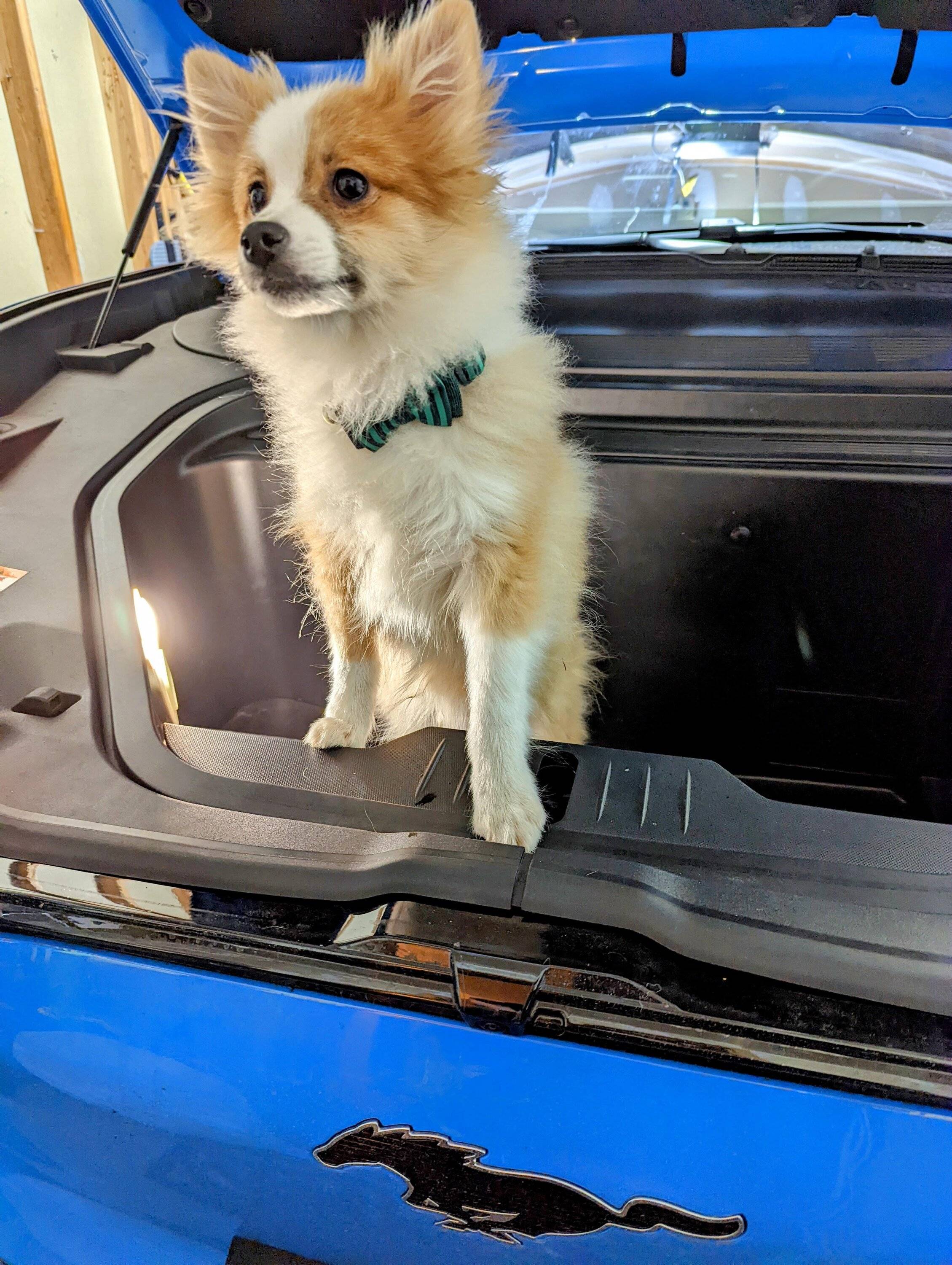Ford Mustang Mach-E Dogs & Pets in Your Mach-E (Photo Edition) PXL_20211218_013513495~2