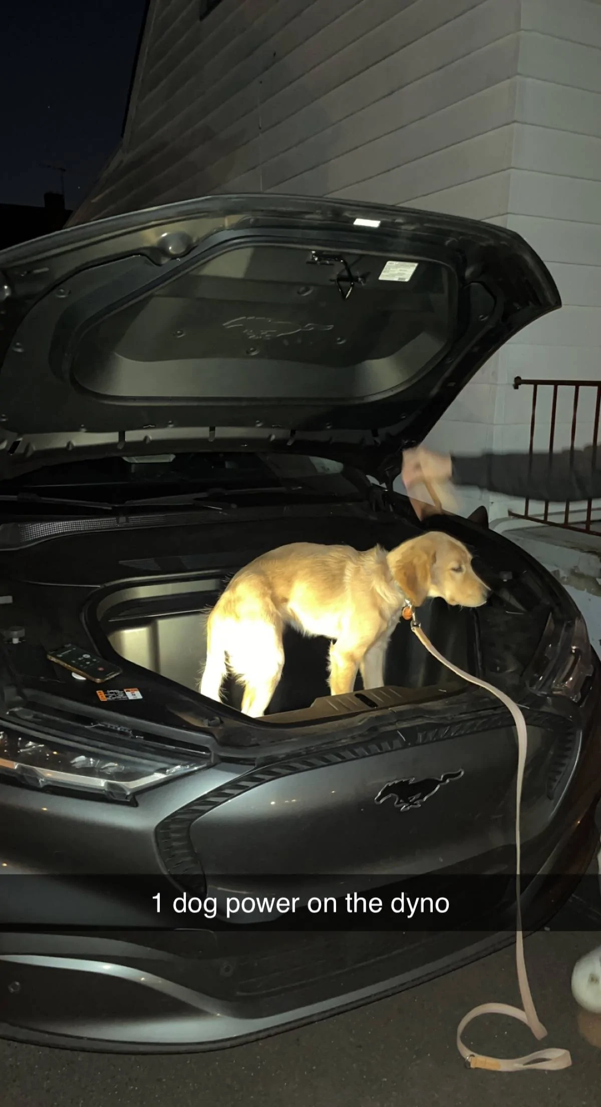 Ford Mustang Mach-E Dogs & Pets in Your Mach-E (Photo Edition) E13453F6-29E5-4BAA-9665-ACDF1BC38968