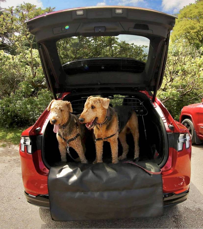 Ford Mustang Mach-E Dogs & Pets in Your Mach-E (Photo Edition) IMG_8163