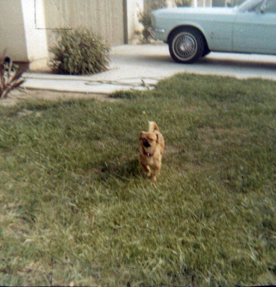 Ford Mustang Mach-E Dogs & Pets in Your Mach-E (Photo Edition) img20230509_10543691
