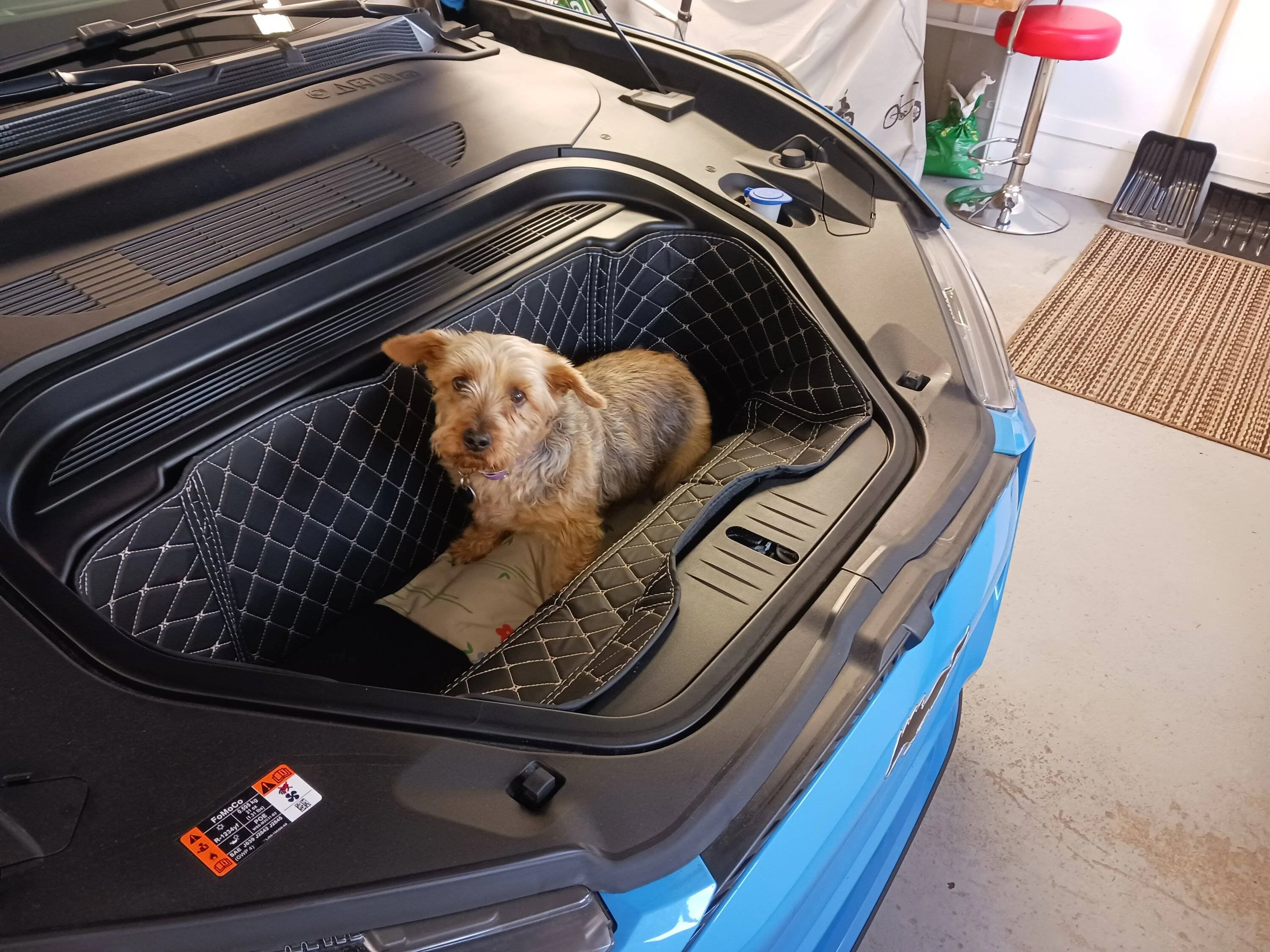 Ford Mustang Mach-E Dogs & Pets in Your Mach-E (Photo Edition) 20230817_155146