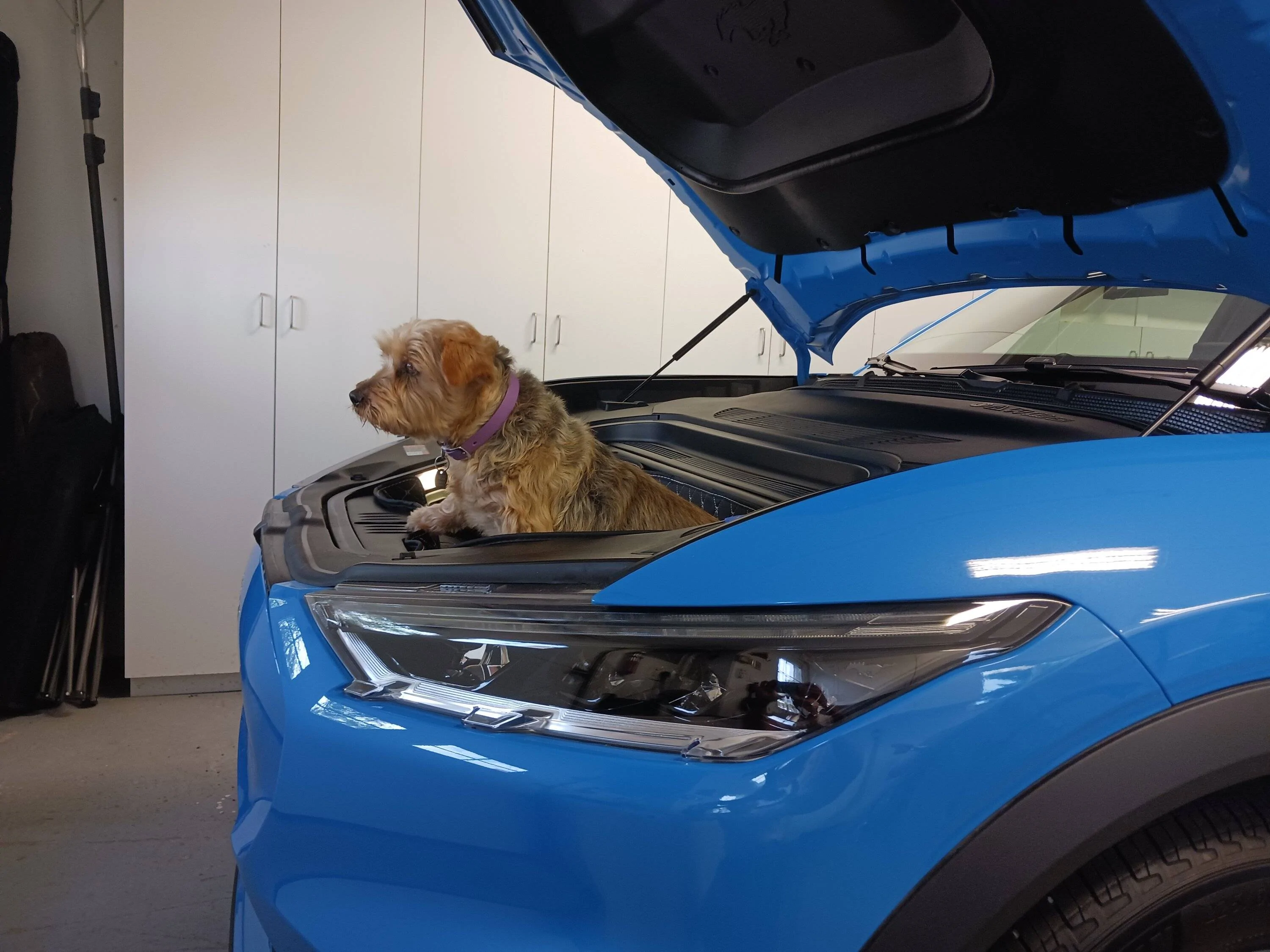 Ford Mustang Mach-E Dogs & Pets in Your Mach-E (Photo Edition) 20230817_155126