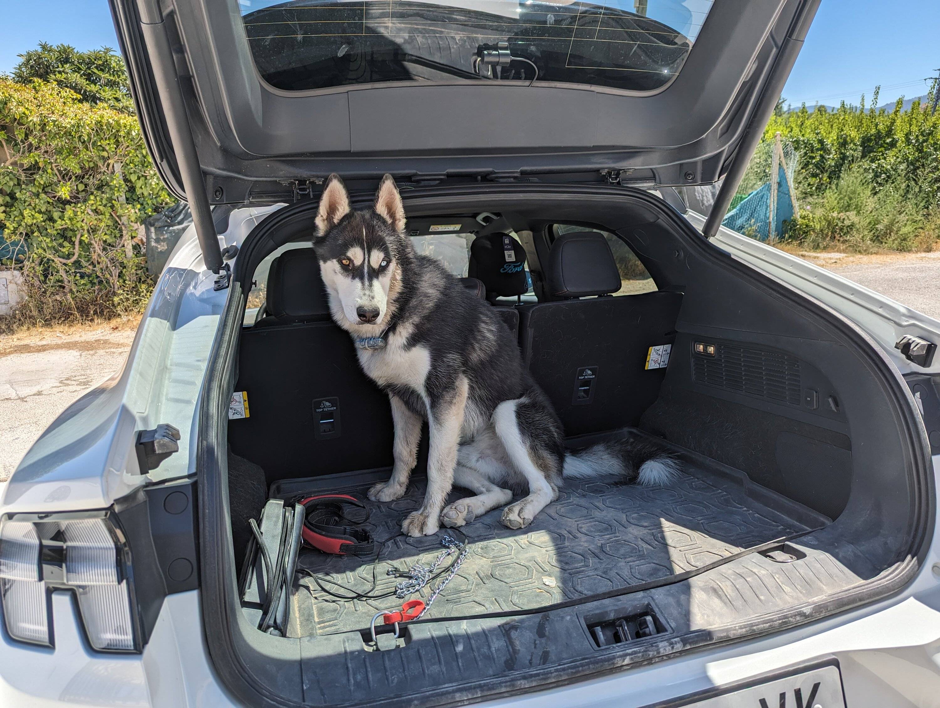 Ford Mustang Mach-E Dogs & Pets in Your Mach-E (Photo Edition) PXL_20230821_114752058