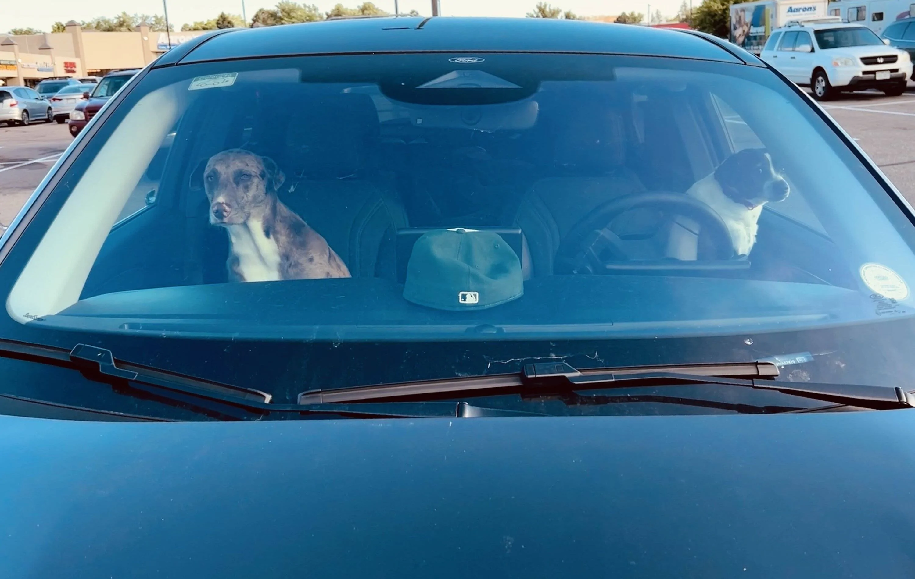 Ford Mustang Mach-E Dogs & Pets in Your Mach-E (Photo Edition) IMG_1780