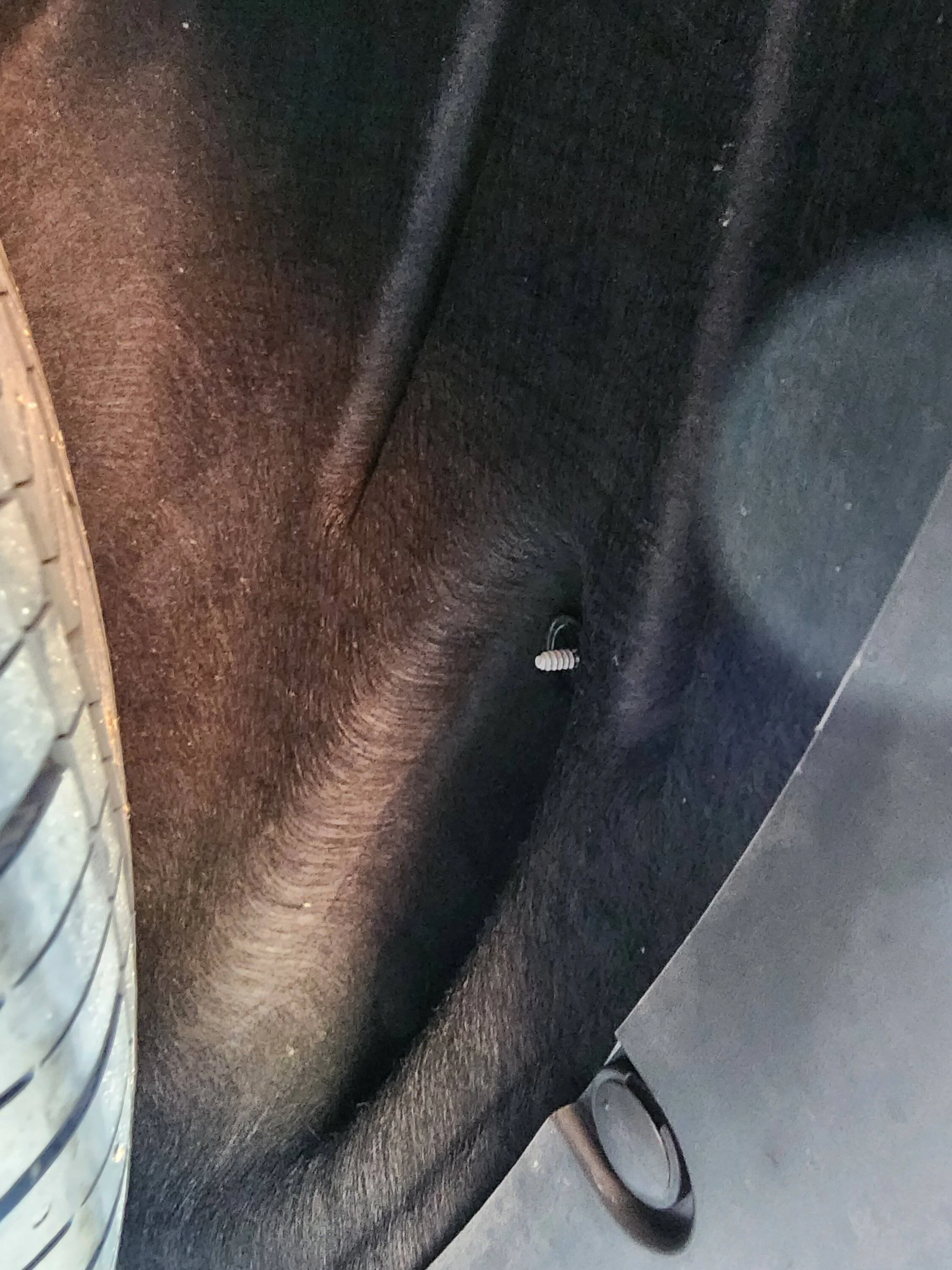 Ford Mustang Mach-E Wheel well am i missing screws or caps? 20230814_092747
