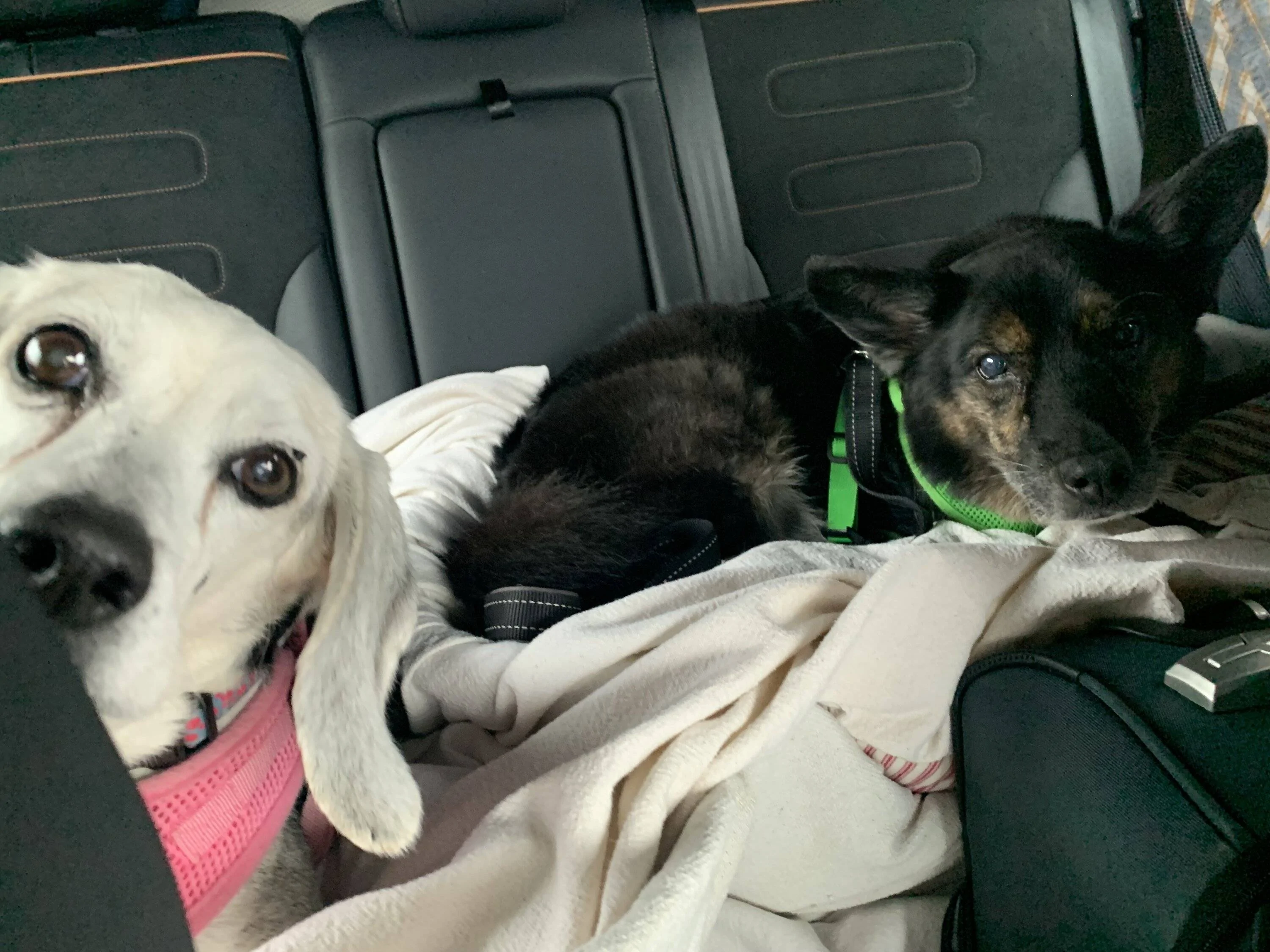 Lucy and Andy in Mike's car.JPG