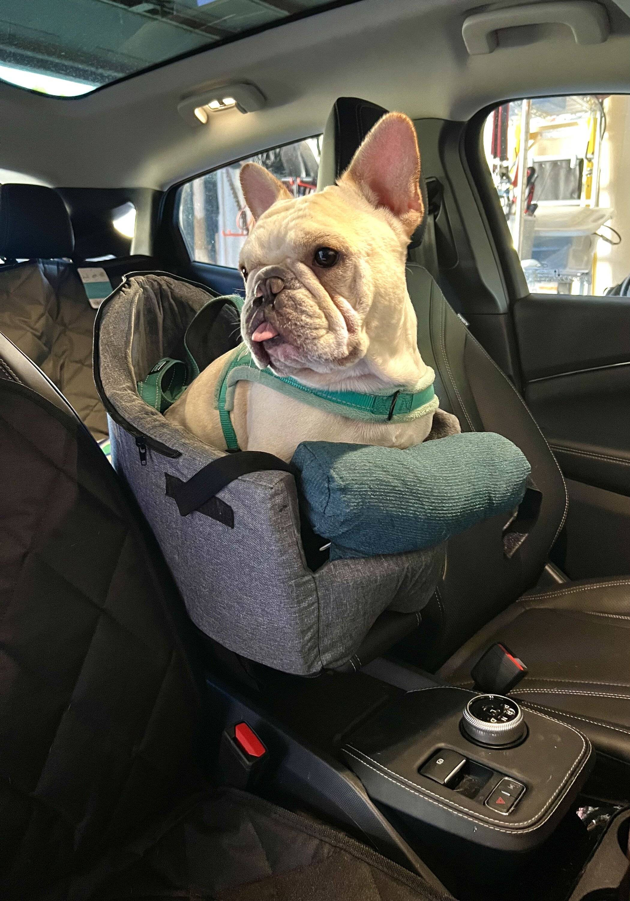 Ford Mustang Mach-E Dogs & Pets in Your Mach-E (Photo Edition) Matisse console