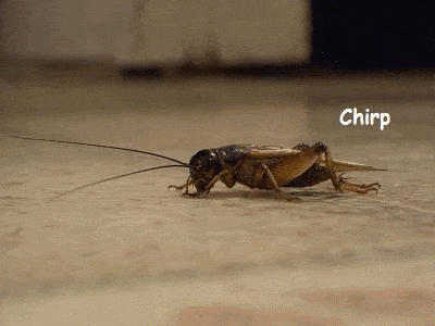 1699632699793.gif