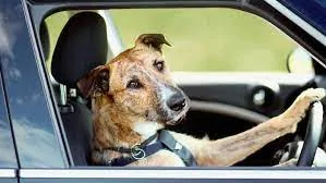Ford Mustang Mach-E How I make a makeshift DIY Dog Mode 1706894904954