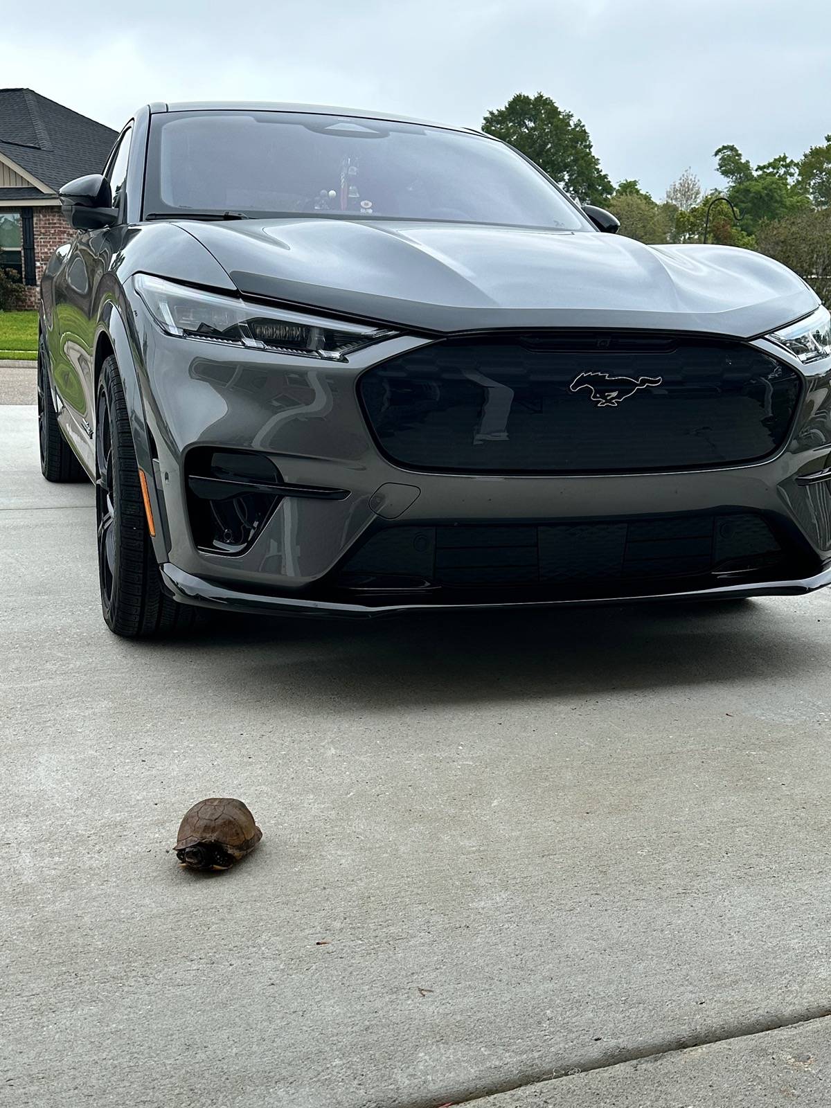 Ford Mustang Mach-E Ford Introduces Groundbreaking On-Screen Intelligent Assistant: Meet the Turtle IMG_7541