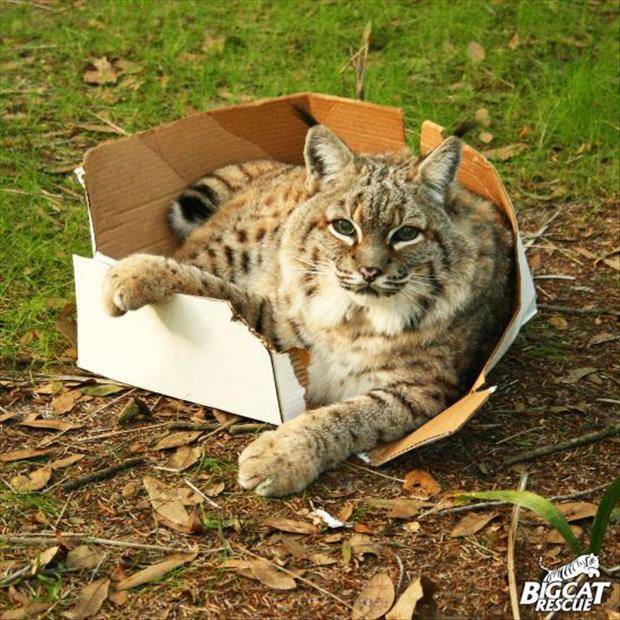 Ford Mustang Mach-E Ford NACS Adapter has shipped [and NOW ARRIVING]! cats-love-boxes-6