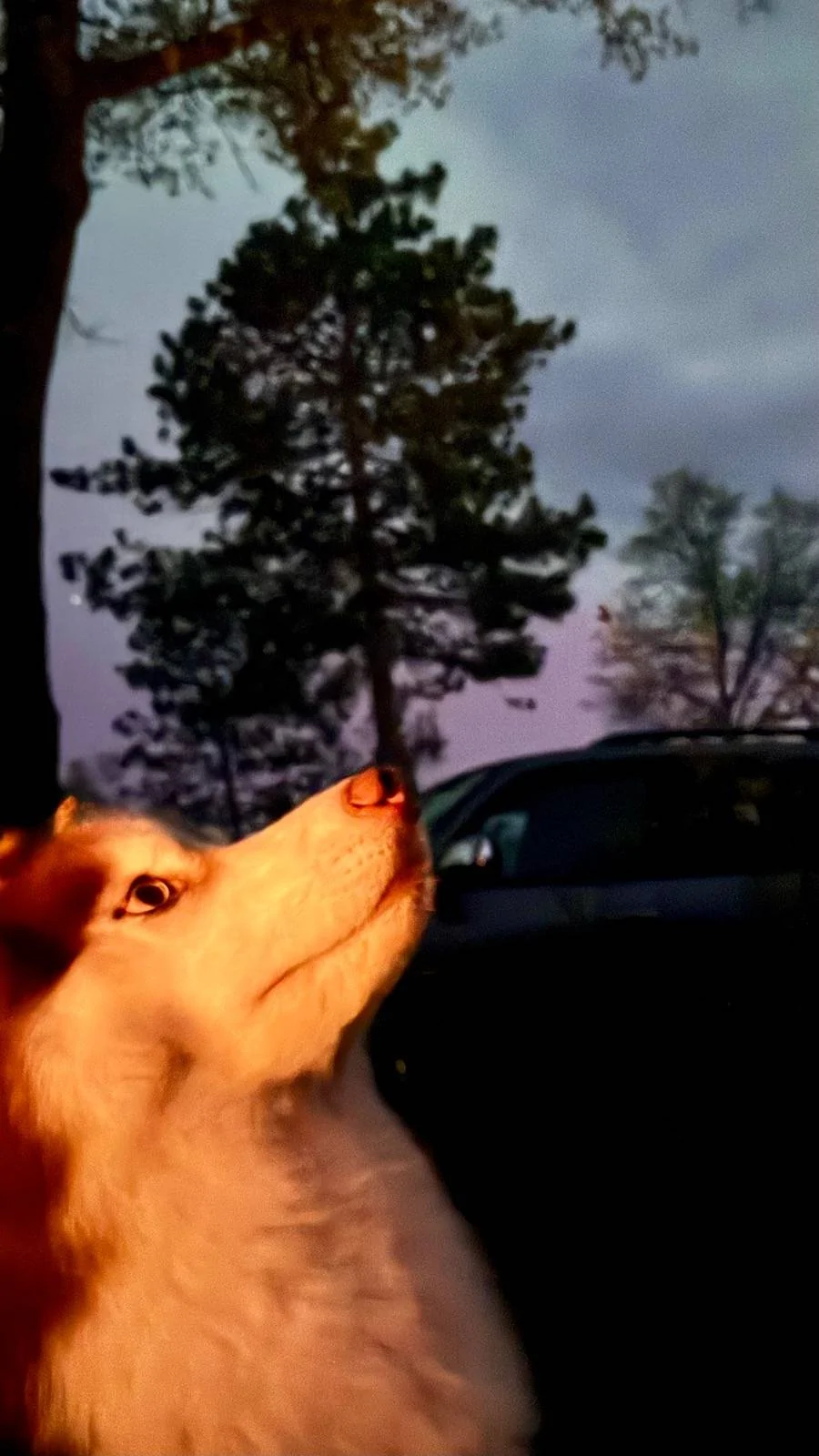 Ford Mustang Mach-E Out at the Aurora Borealis w/ Mach-E! Post Yours IMG_0648