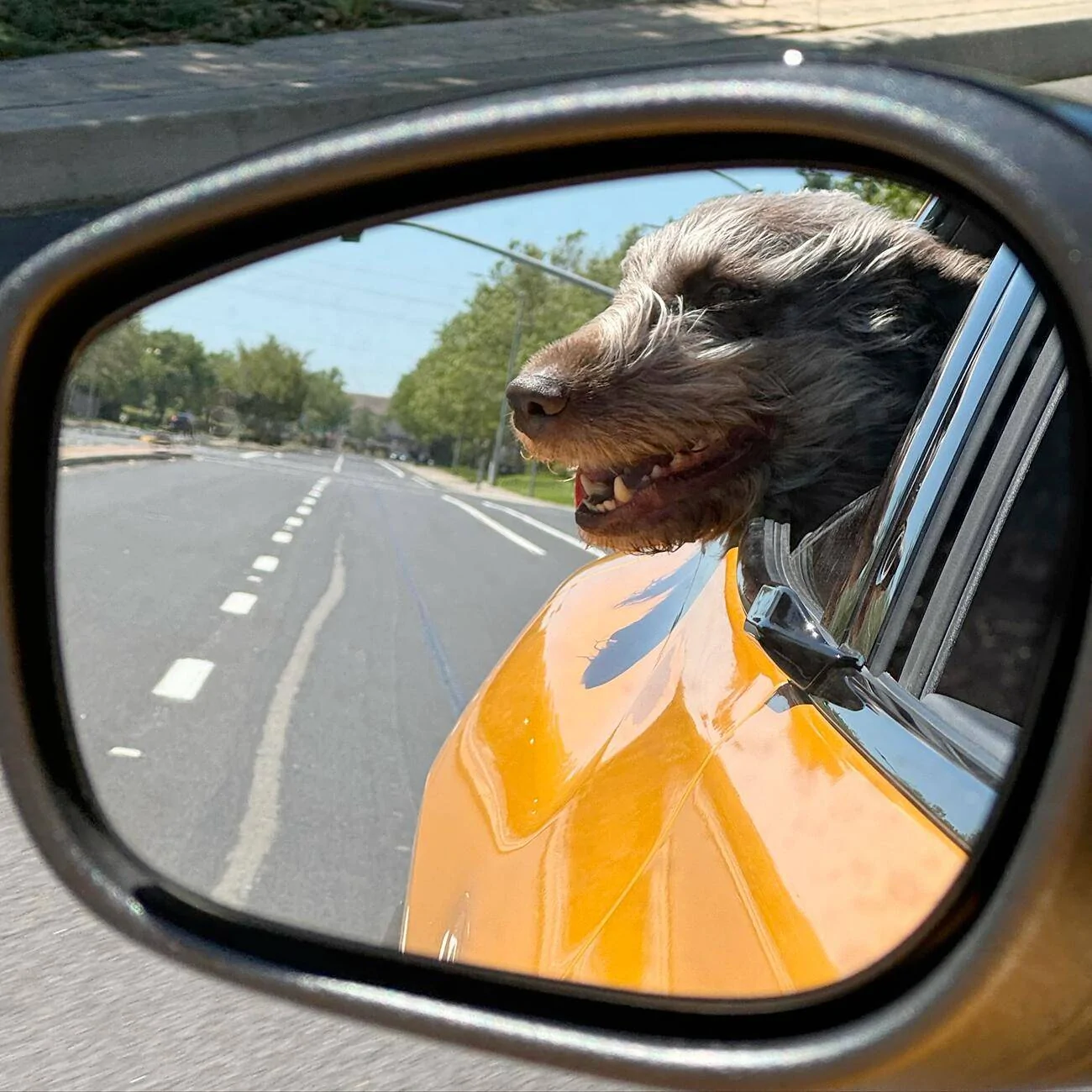 Ford Mustang Mach-E Dogs & Pets in Your Mach-E (Photo Edition) 1722121908666-kq