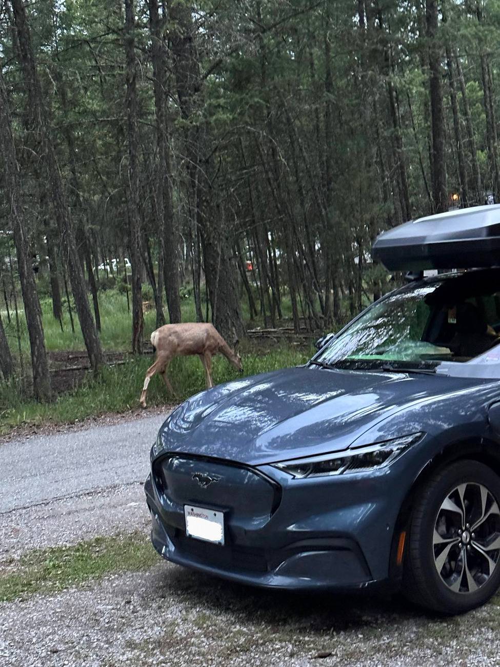 Ford Mustang Mach-E A Lament for Jasper (3200km Around Western Canada) signal-2024-07-25-11-35-19-186-1~2