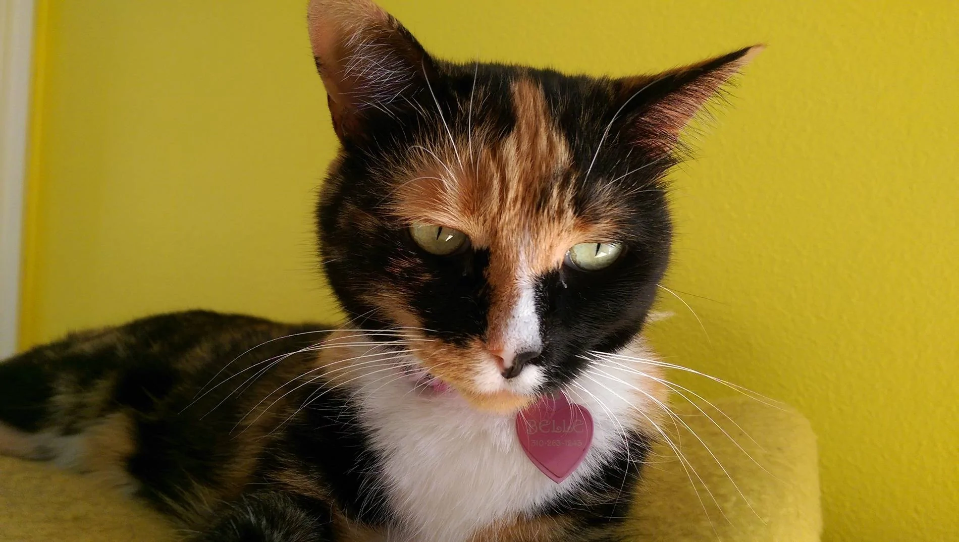 Mach-E Rally Springs installed on 2022 (non-PE) GT - comprehensive(ish ...