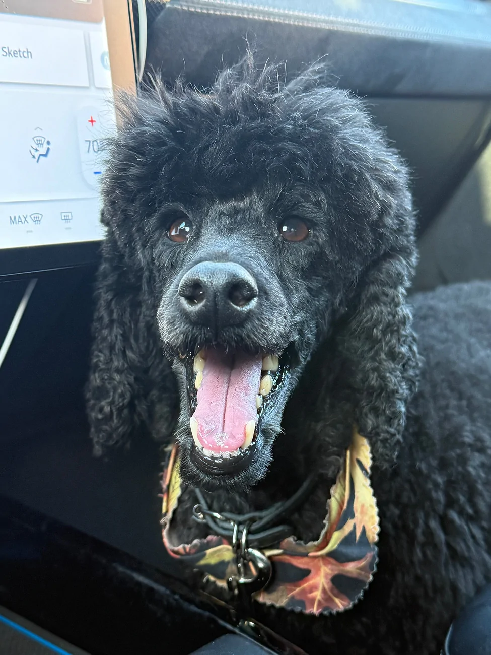 Hey! Unfriendly Mach-E owners.... | MachEforum - Ford Mustang Mach-E News,  Owners, Discussions, Community