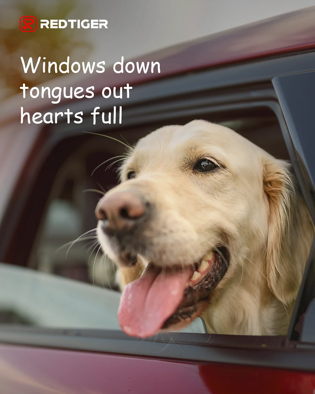Ford Mustang Mach-E What was your dog’s first car ride like? 20250806-102236