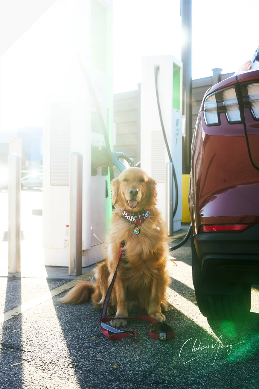 Ford Mustang Mach-E Adventures with 🐶 Bob (Atlanta-New Orleans-Houston) A1_08620