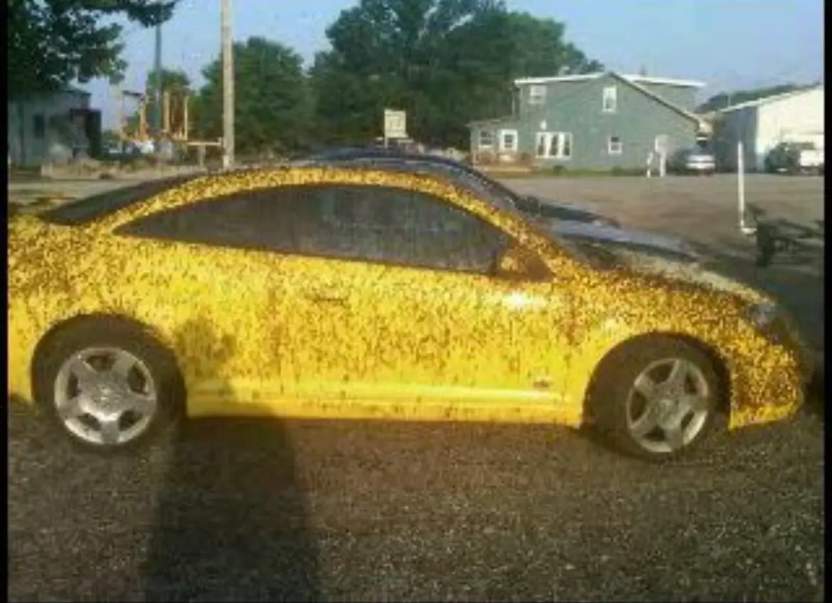 Ford Mustang Mach-E Anyone else have knats / bugs swarming problem (Grabber Yellow Mach-E 1770049477700-jq