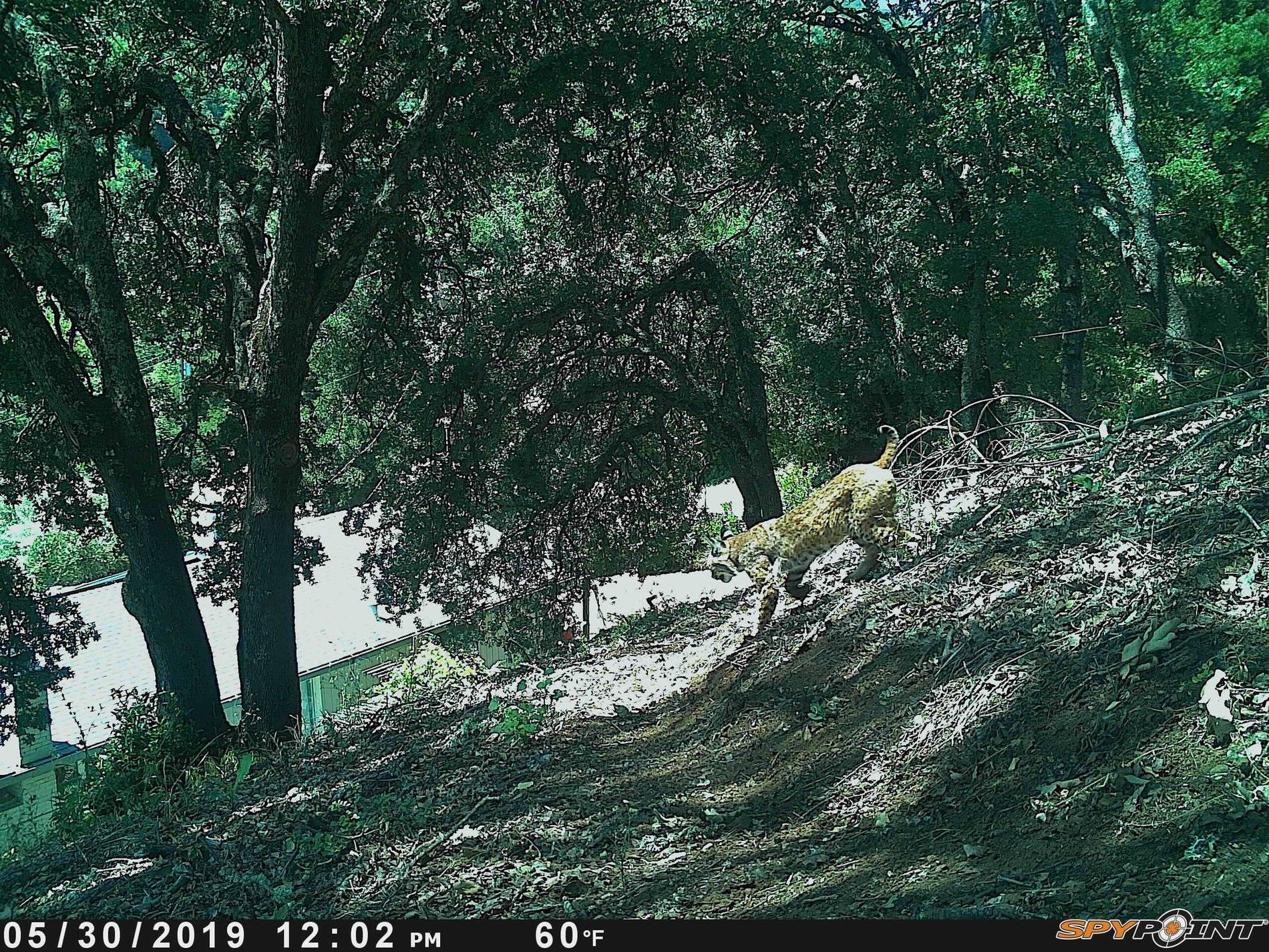 Ford Mustang Mach-E PSA: Watch for vermin. Rats - Mice - Squirrels 2019_noon_d38495517c30745b9a2f65dc77601720bdf120f2