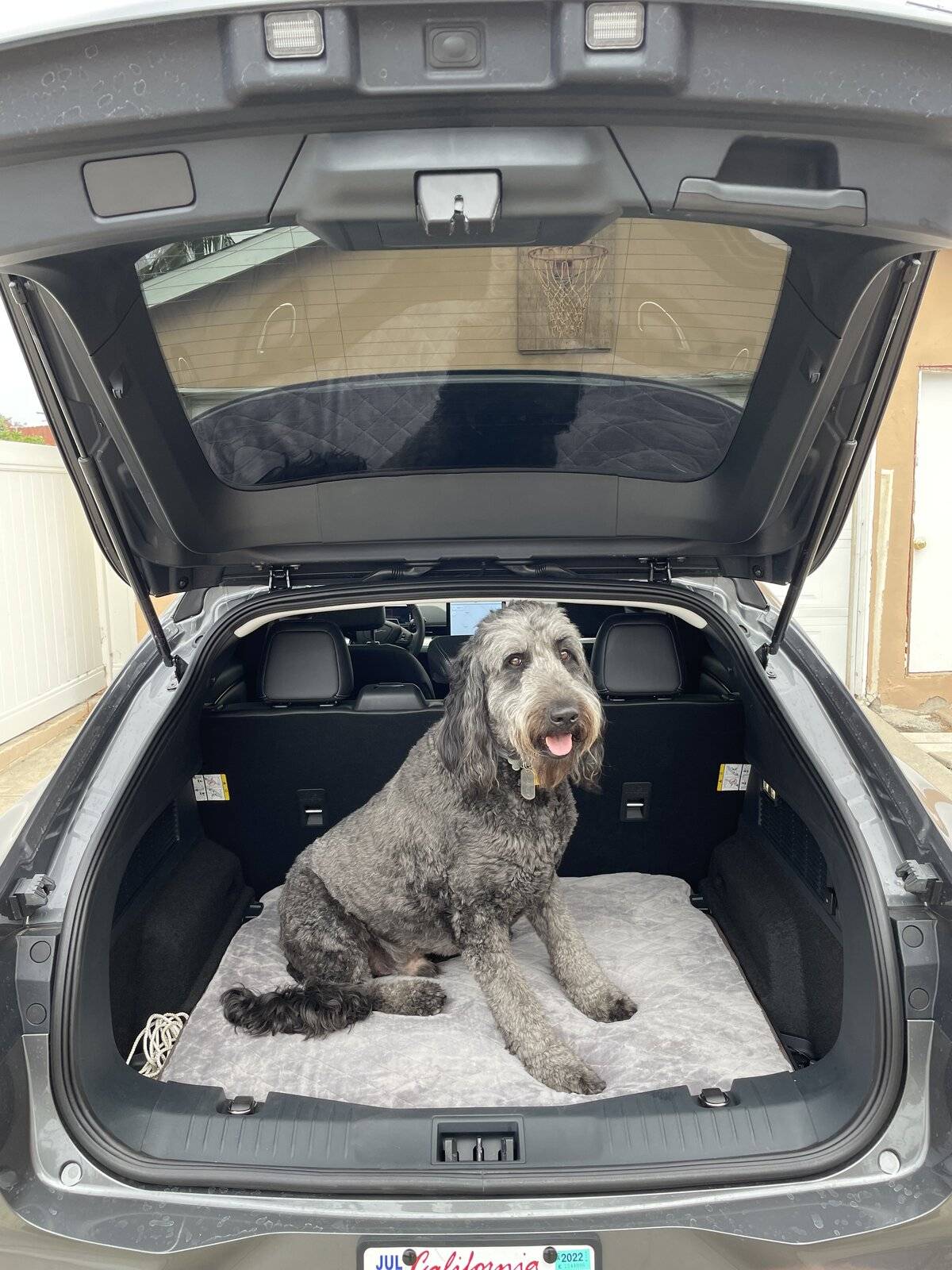 Ford Mustang Mach-E Dog Mattress for Back IMG_1175.JPEG