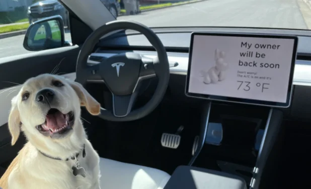 tesla-dog-mode.png