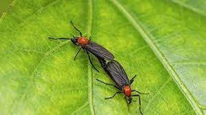 Ford Mustang Mach-E Florida Drivers Beware! Love Bug season has begun! 1631018812459