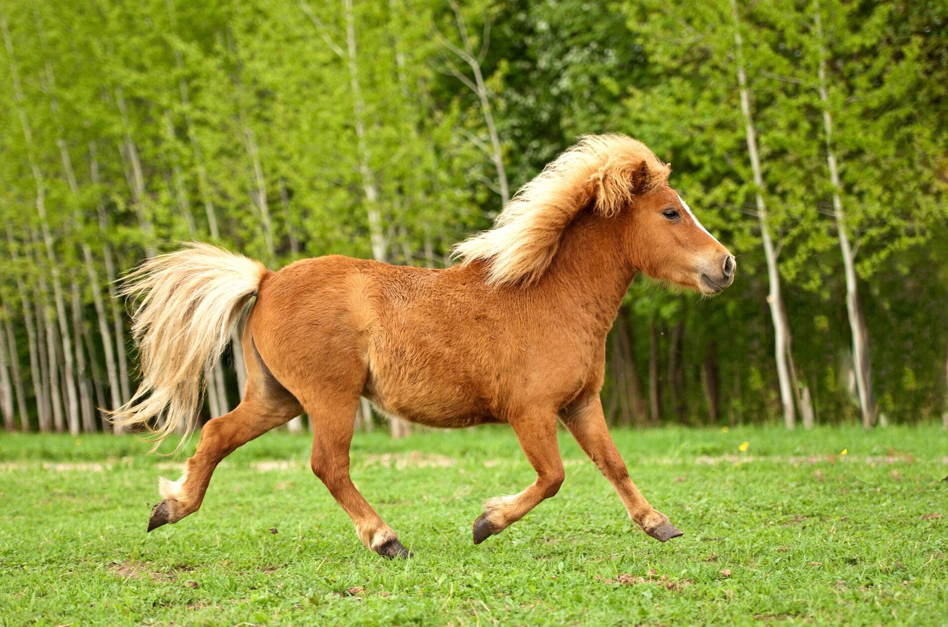 Ford Mustang Mach-E Mach-E meme’s pony_ecoboost