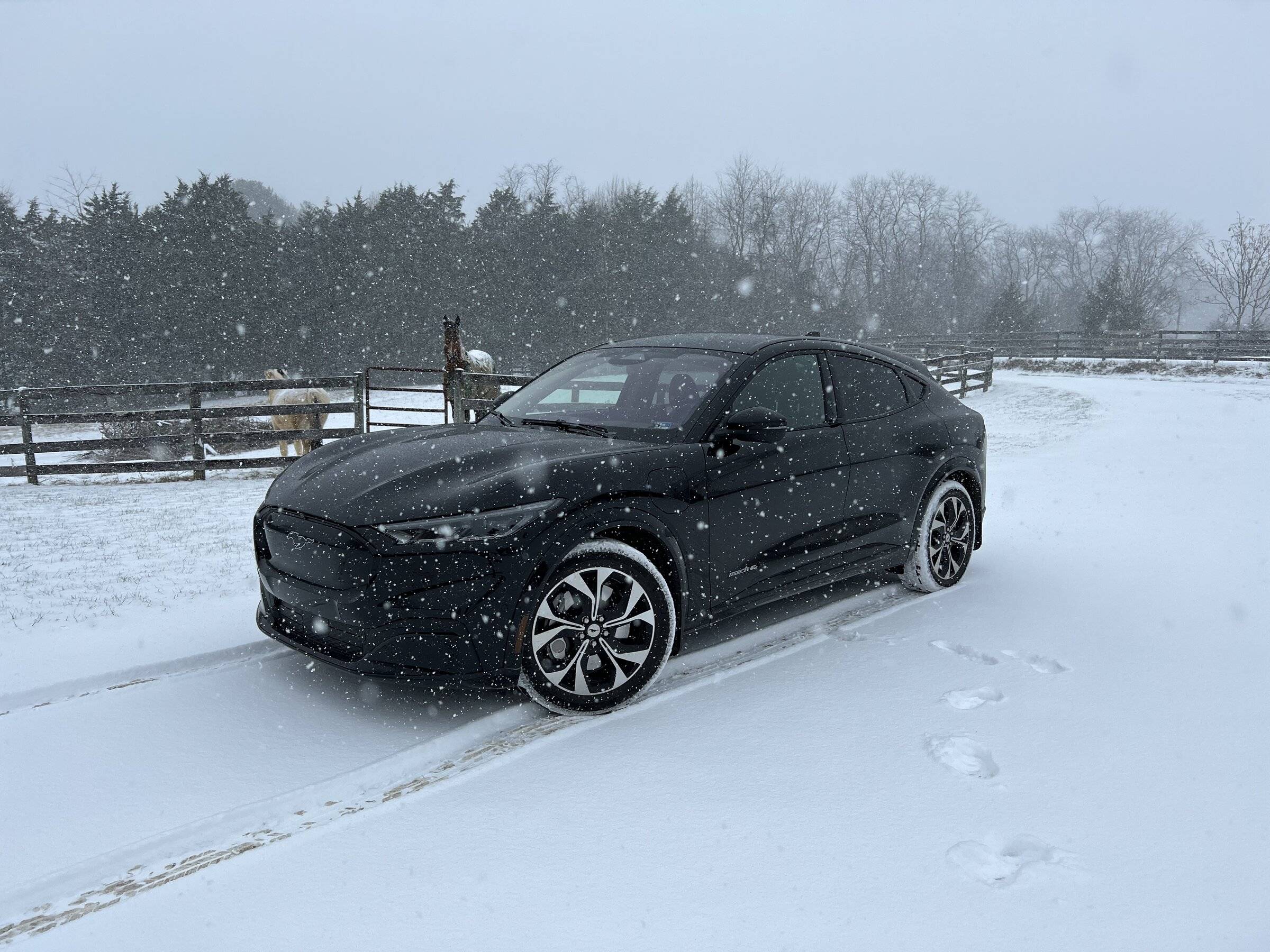 Ford Mustang Mach-E Horses In the Snow D555B4E1-0622-4ECB-90B6-A19ADD3C9FED