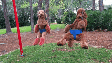 giphy-downsized-large.gif