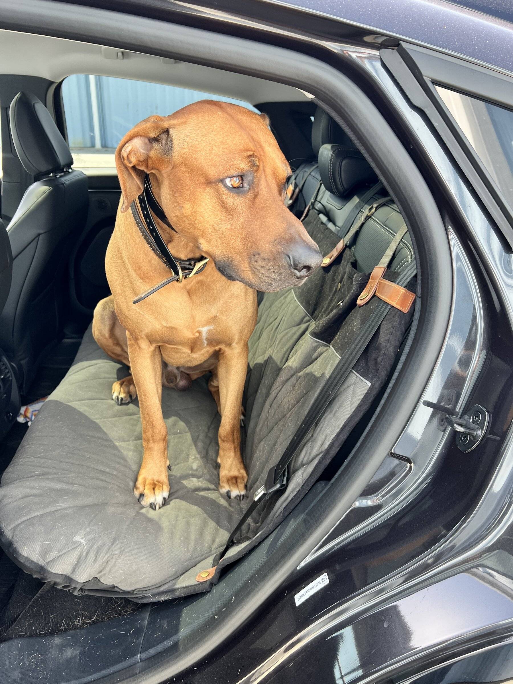 Ford Mustang Mach-E Best Dog Rear Seat Cover Wyatt in Mustan
