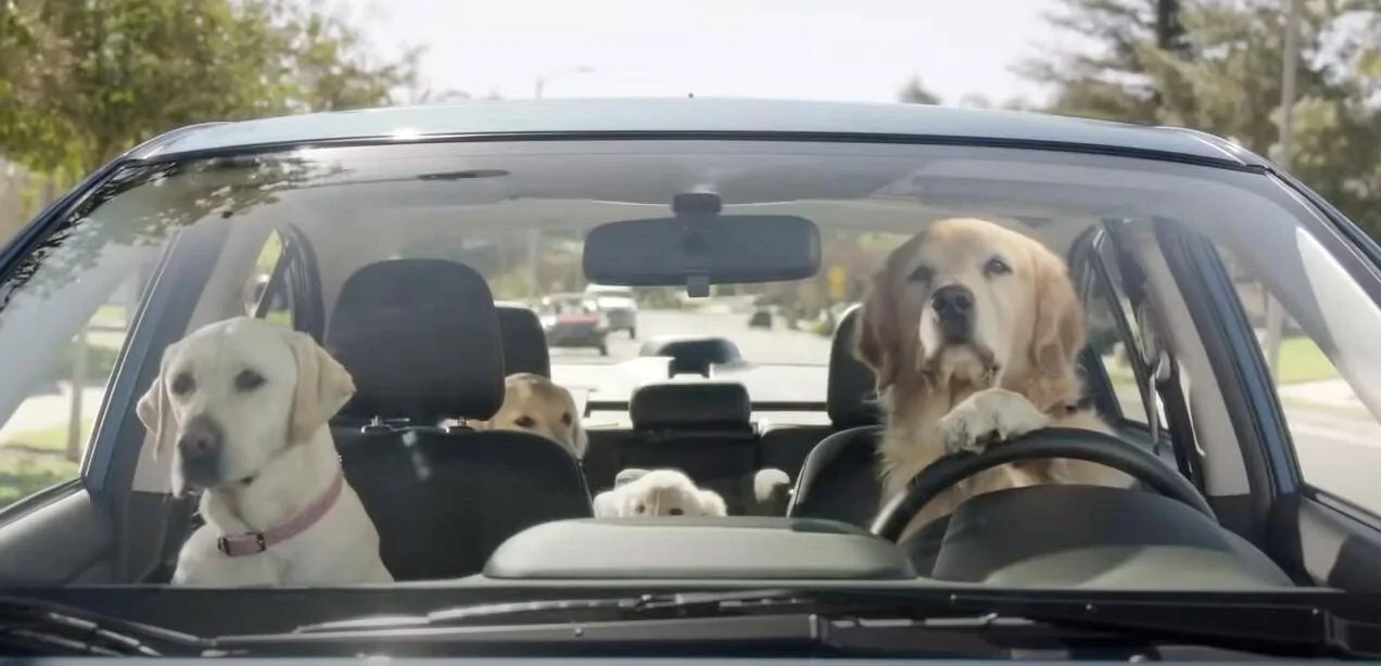 Ford Mustang Mach-E How I make a makeshift DIY Dog Mode dogs driving