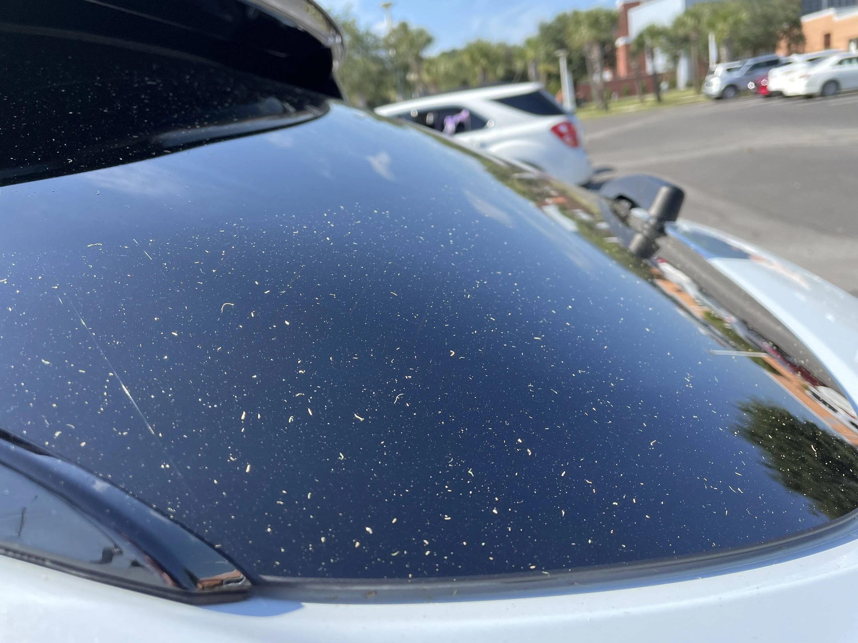 Ford Mustang Mach-E Ceramic coating? AADEC7AF-E1CE-4F81-A5B2-4F3B5C08FA4A