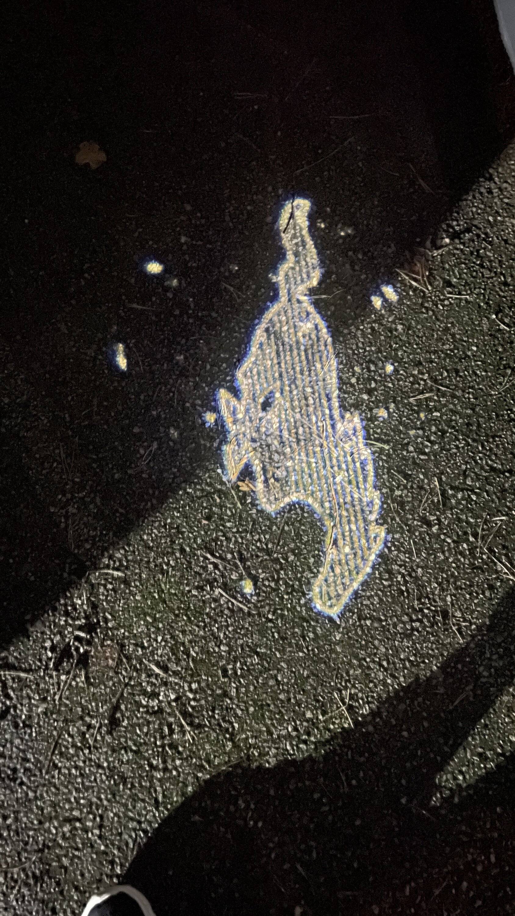 Ford Mustang Mach-E Welcome Lights Degrading? 0F120B5B-FF3B-4177-8DD4-06540FDE2F78
