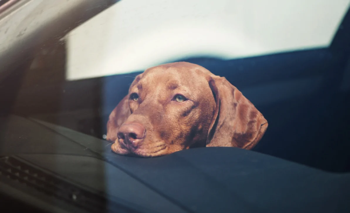 Dog in Car.png