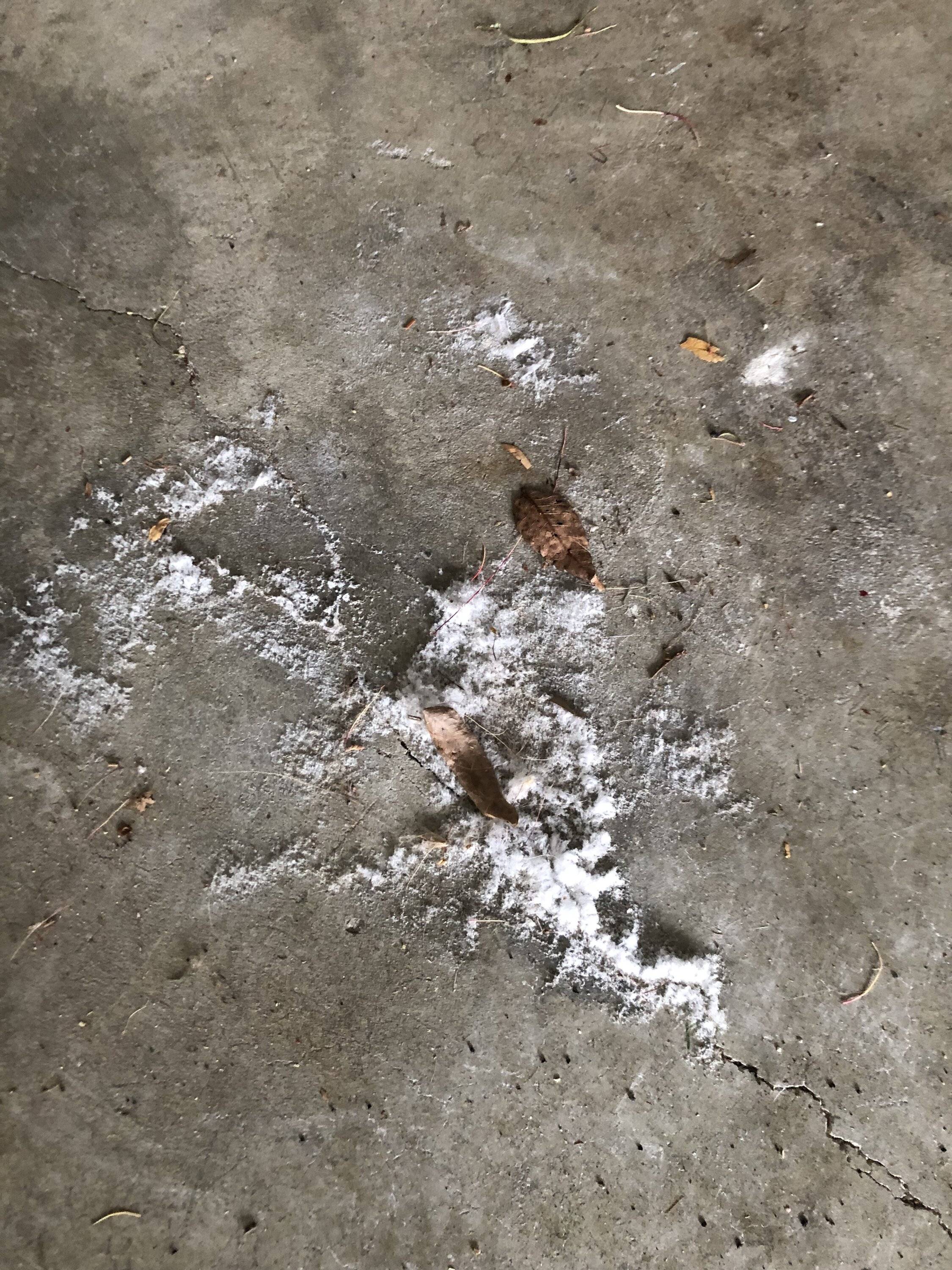 Ford Mustang Mach-E Foamy residue on garage floor IMG_8259.JPG