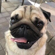 DugthePug Dad