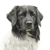 Stabyhoun