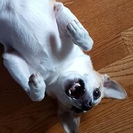 PupSideDown